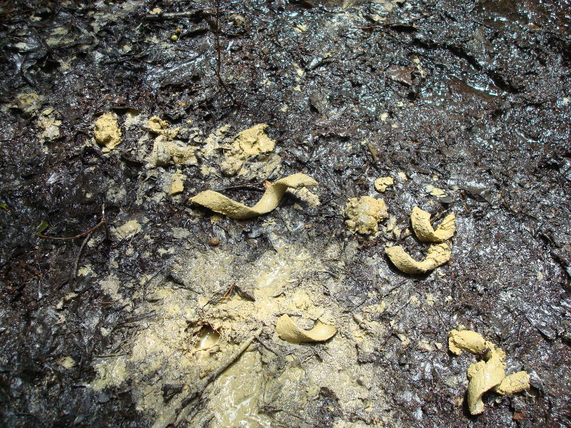 Curls of pale yellowish clayey mineral soils were pulled up using a soil augur. They stand out against and dark organic rich soils found on the surface. Curls of pale yellowish clayey mineral soils. Credit: Sally Ray